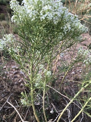 Lepidium alyssoides