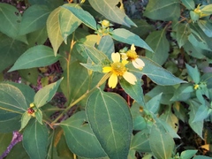 Greenmaniella resinosa