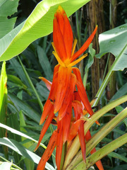 Musa haekkinenii
