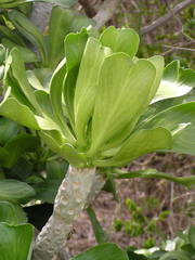 Euphorbia