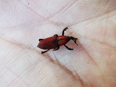 Rhodobaenus sanguineus