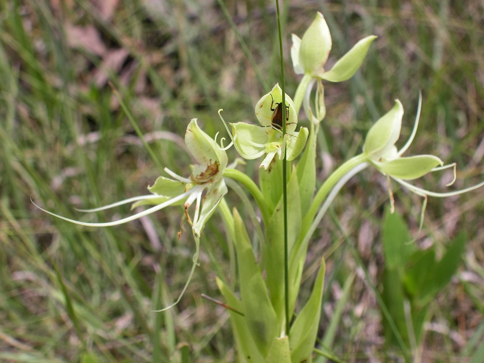 Habenaria gourlieana