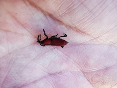 Rhodobaenus sanguineus