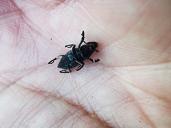 Rhodobaenus sanguineus