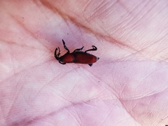 Rhodobaenus sanguineus