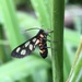 Japanese Nine-spotted Moth - Photo (c) Norio Nomura, some rights reserved (CC BY-SA), uploaded by Norio Nomura