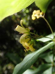 Lysimachia vulgaris