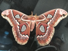 Rothschildia cinctus