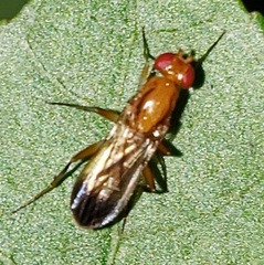 Clusiidae