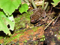Eleutherodactylus leprus