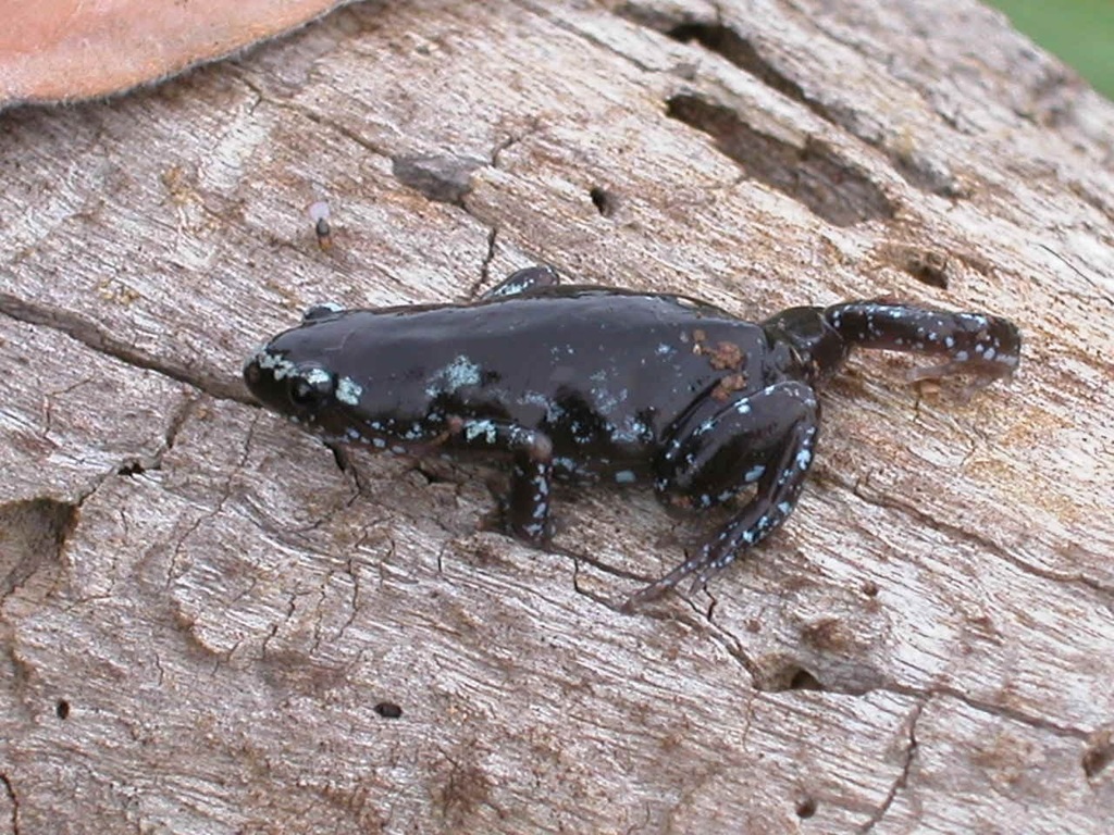 Central Humming Frog