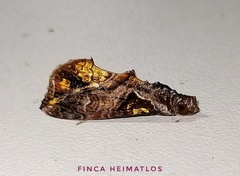 Plusiodonta clavifera