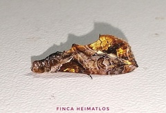 Plusiodonta clavifera