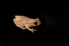 Rainforest Reed Frog photo 4