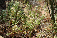 Reseda phyteuma