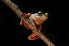 Rainforest Reed Frog photo 5