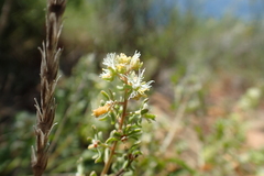 Reseda phyteuma
