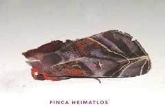 Hemicephalis alesa