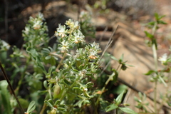 Reseda phyteuma