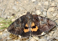 Catocala muliercula
