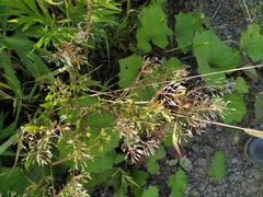 Rorippa × armoracioides