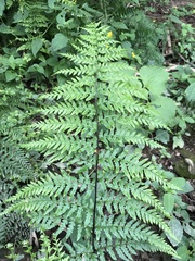 Pteridoideae