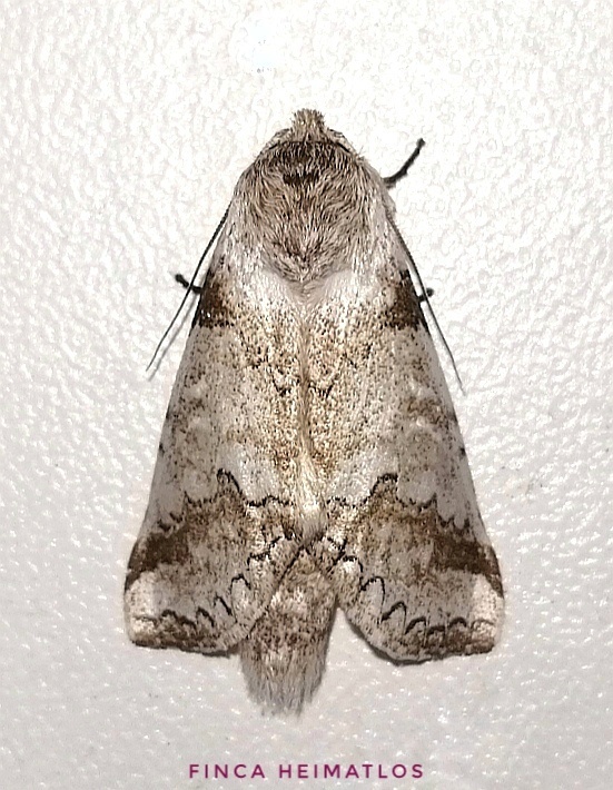 Sericochroa ceruroides