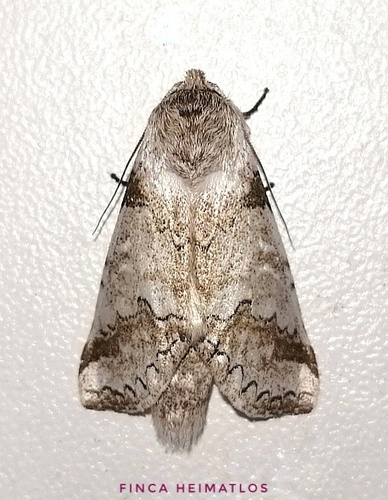 Sericochroa ceruroides