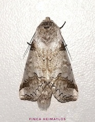 Sericochroa ceruroides