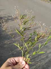 Rorippa × armoracioides
