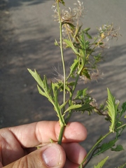 Rorippa × armoracioides