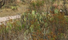 Opuntia rastrera