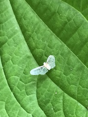 Mysidiina