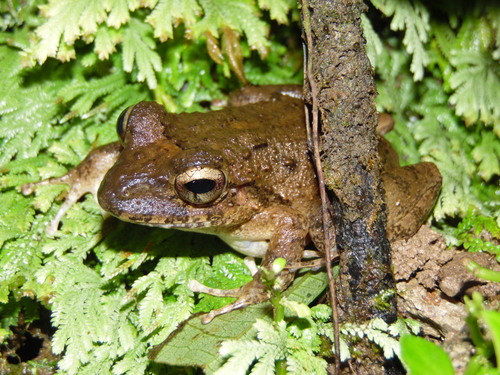 Palenque Robber Frog