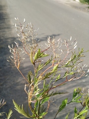 Rorippa × armoracioides