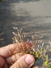 Rorippa × armoracioides