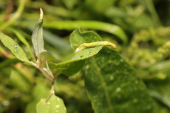 Hayhurstia atriplicis