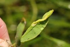 Hayhurstia atriplicis