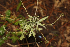 Erysiphe cruciferarum