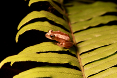 Brown Banana Frog photo 3