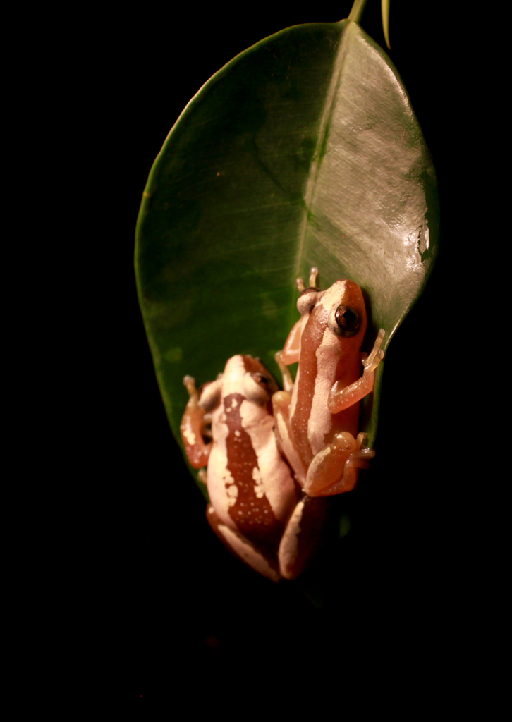 Brown Banana Frog, photo from iNaturalist