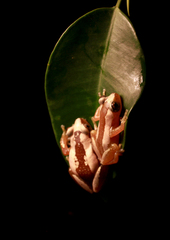 Brown Banana Frog photo 4