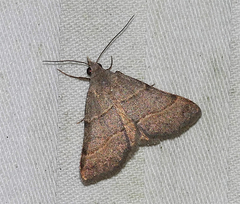 Hemeroplanis rectalis