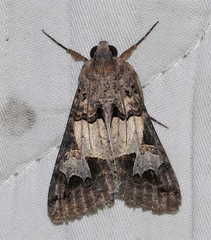 Melipotis agrotoides