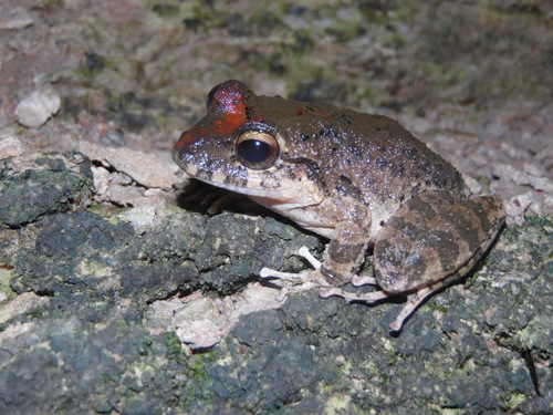 Palenque Robber Frog