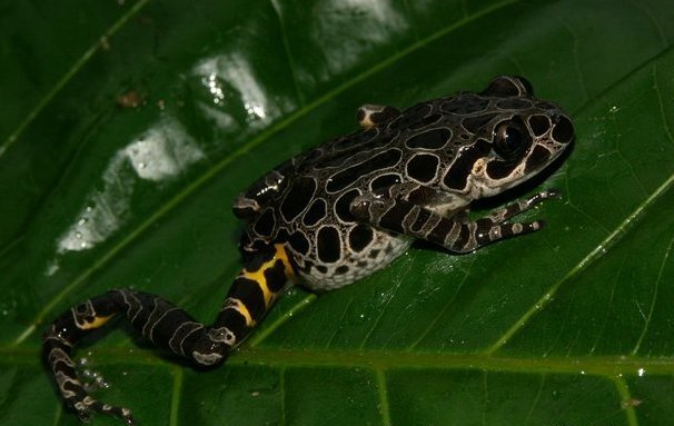 Decorated Running Frog
