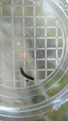 Continenticola