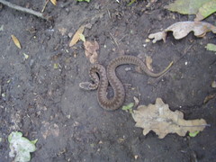 Vipera nikolskii