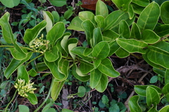 Parsonsia alboflavescens