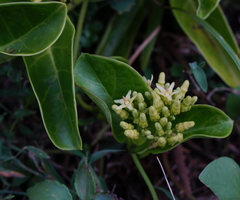 Parsonsia alboflavescens